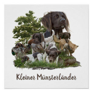  Munsterlander , versatile hunting-pointing-retrie Poster