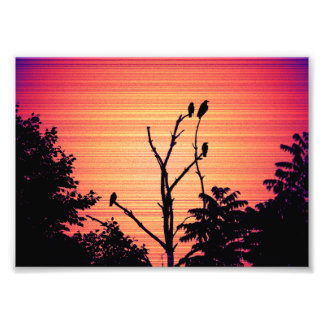 Murder of Crows in a Dead Tree (Sunset Version) Photo Print
