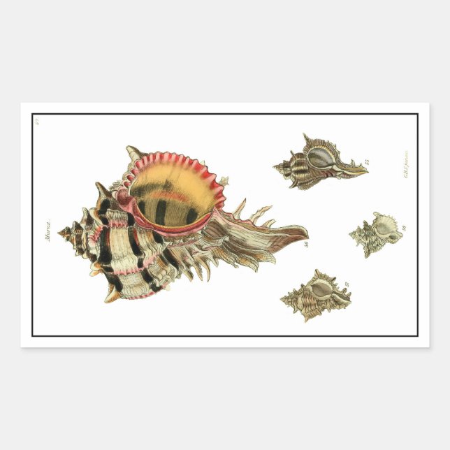 Murex sea shells vintage illustration rectangular sticker (Front)