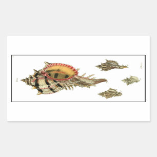 Murex sea shells vintage illustration rectangular sticker
