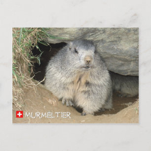 Murmeltier, Schweiz / Marmot, Switzerland Postcard