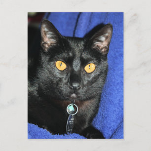 Murphy Postcard