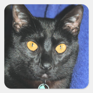 Murphy Square Sticker