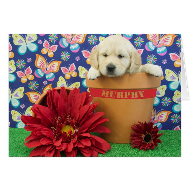 Murphy, week 5 photo (Front Horizontal)