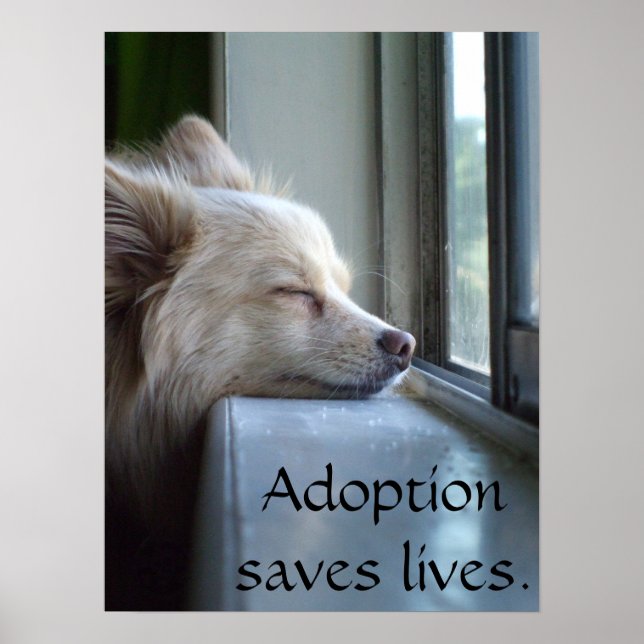 Murray Adopted Pomeranian Poster (Front)