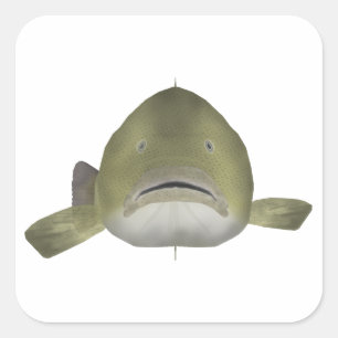 Murray Cod Fish Head Square Sticker