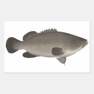 Murray Cod Rectangular Sticker
