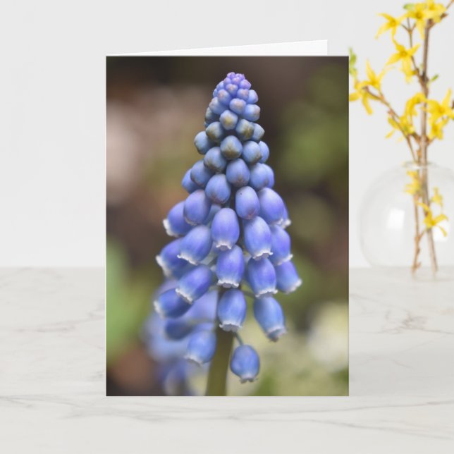 Muscari Armeniacum , Grape Hyacinth Card (Yellow Flower)
