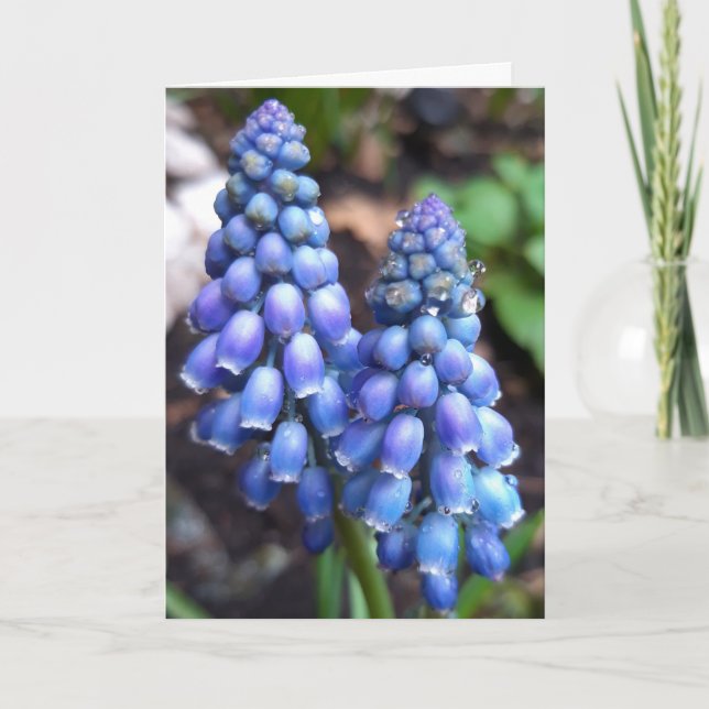 Muscari Armeniacum , Grape Hyacinth with Raindrops Card (Front)