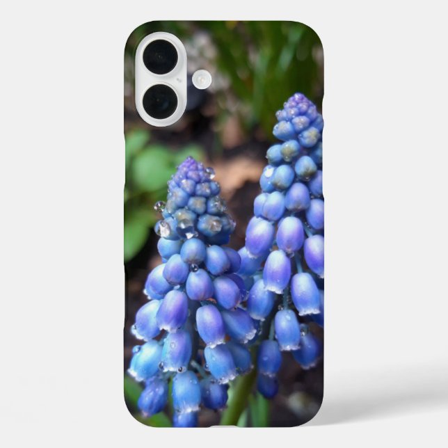 Muscari Armeniacum , Grape Hyacinth with Raindrops Case-Mate iPhone Case (Back)