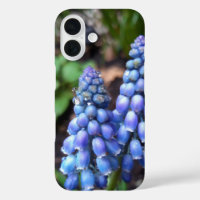 Muscari Armeniacum , Grape Hyacinth with Raindrops