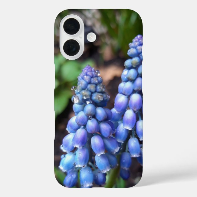 Muscari Armeniacum , Grape Hyacinth with Raindrops Case-Mate iPhone Case (Back)