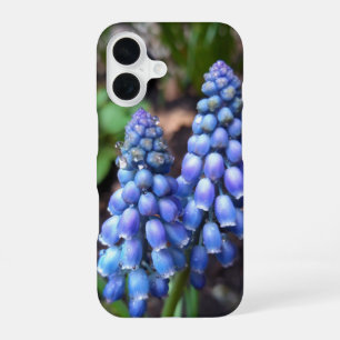 Muscari Armeniacum , Grape Hyacinth with Raindrops iPhone 16 Case