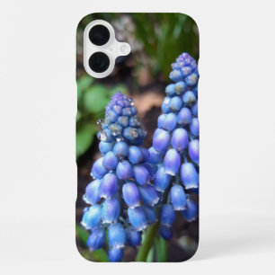 Muscari Armeniacum , Grape Hyacinth with Raindrops iPhone 16 Plus Case