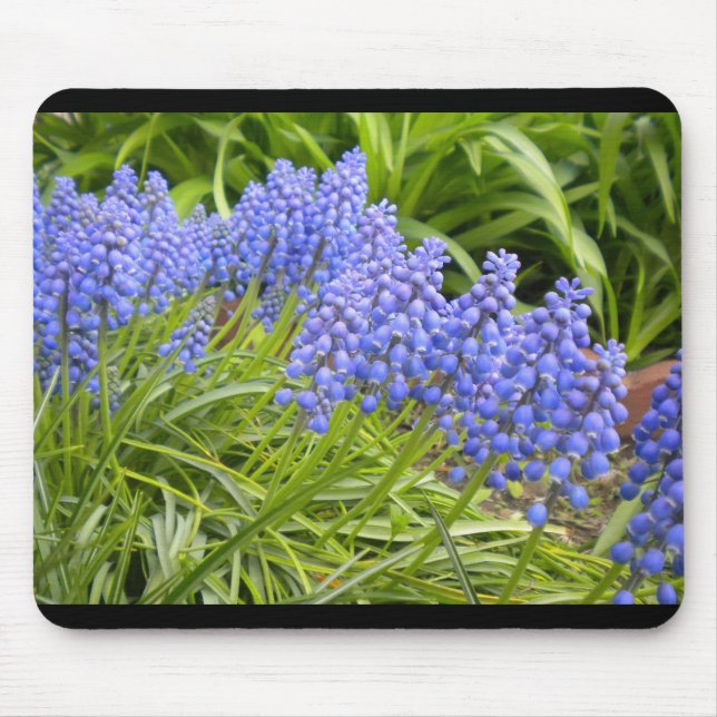 Muscari/grape Hyacinth Mouse Pad (Front)