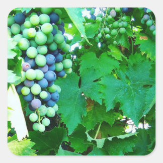 Muscat grape growing square sticker