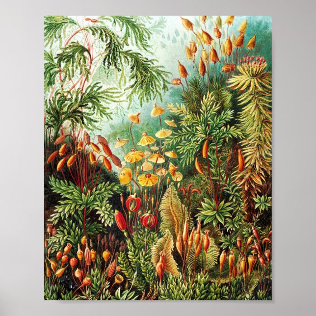 Muscinae illustration by Ernst Haeckel Poster (Front)