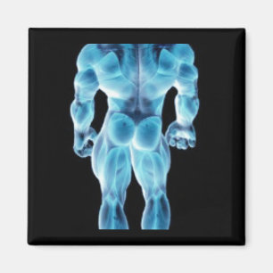 Musclar Skeletal Magnet