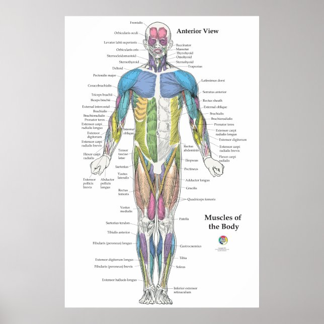 Muscle Anatomy Anterior View Chart (Front)