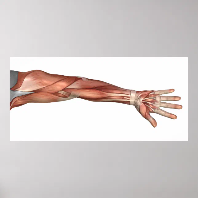 Muscle Anatomy Of The Human Arm, Anterior View Poster | Zazzle