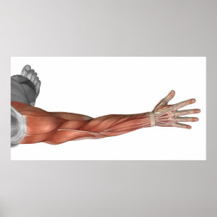 Muscle Anatomy Of The Human Arm, Posterior View Poster