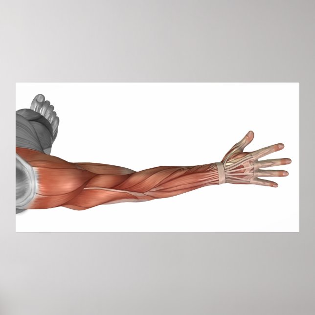 Muscle Anatomy Of The Human Arm, Posterior View Poster (Front)
