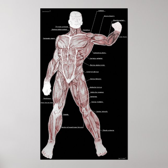 Muscle anatomy poster (Front)