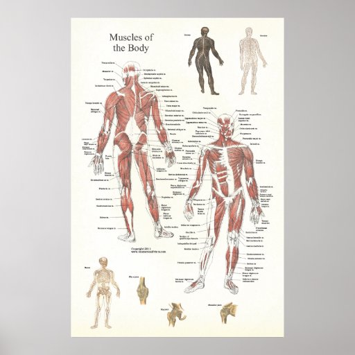 Muscle Anatomy Poster - Anterior and Posterior | Zazzle