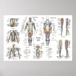 Muscle Anatomy Poster Anterior, Posterior, & Deep