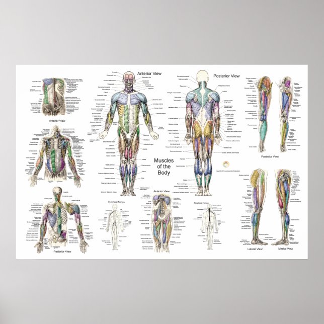 Muscle Anatomy Poster Anterior, Posterior, & Deep (Front)