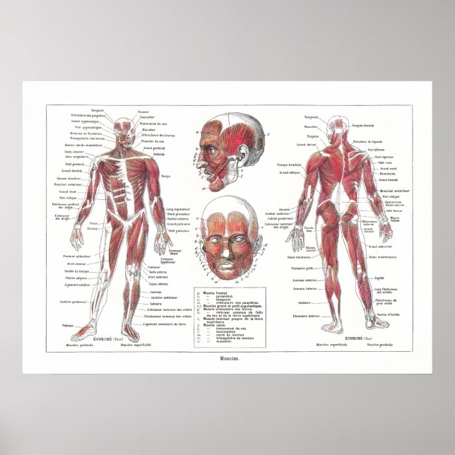 Muscle Anatomy Poster in French (Front)