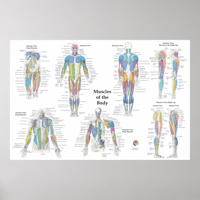 Muscle Anatomy Posterior Anterior Poster (Front)