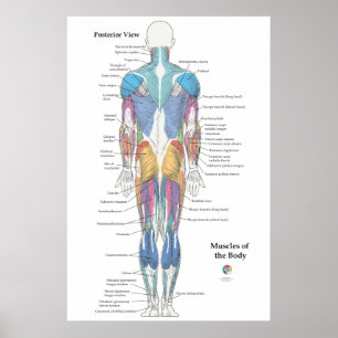 Muscle Anatomy Posterior View Poster