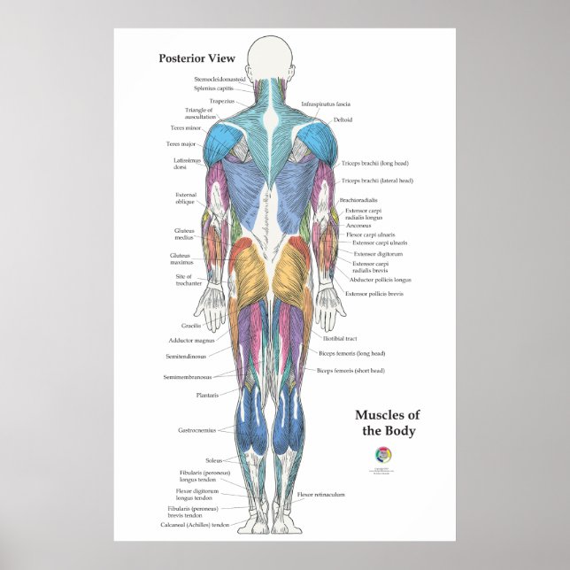 Muscle Anatomy Posterior View Poster (Front)