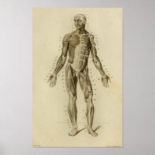 Muscle Anatomy Vintage Print