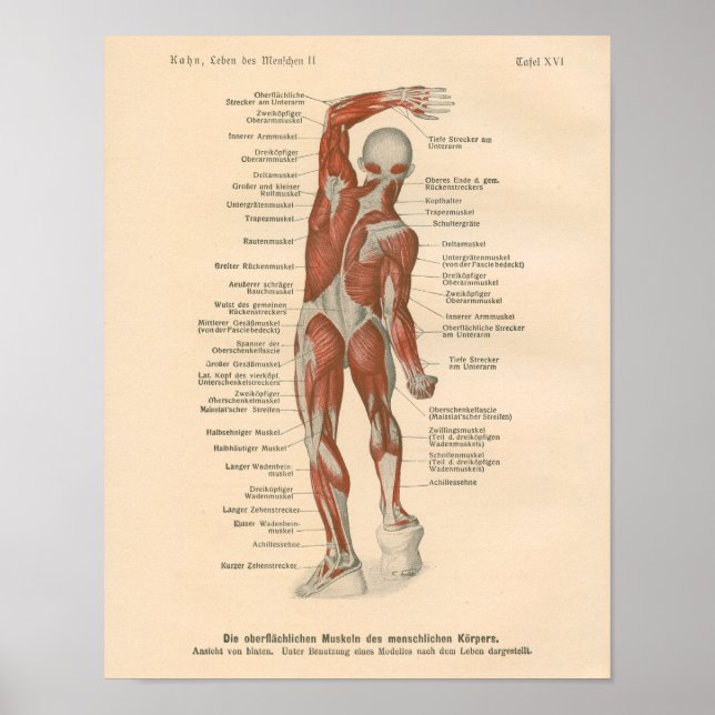 Muscle Anatomy Vintage Print in German (Front)