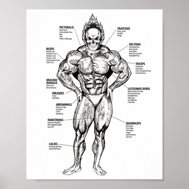 Muscle Chart And Exercise Guide - Bodybuilding Mot (Front)