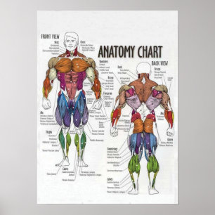 Muscle Diagram - Gym Poster