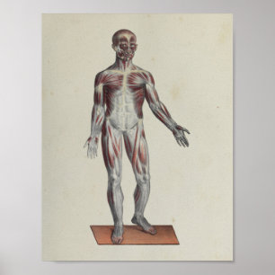 Muscle Fascia Anatomy Print Anterior