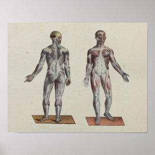 Muscle Fascia Anatomy Print Front Back