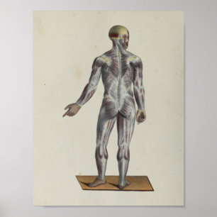 Muscle Fascia Anatomy Print Posterior