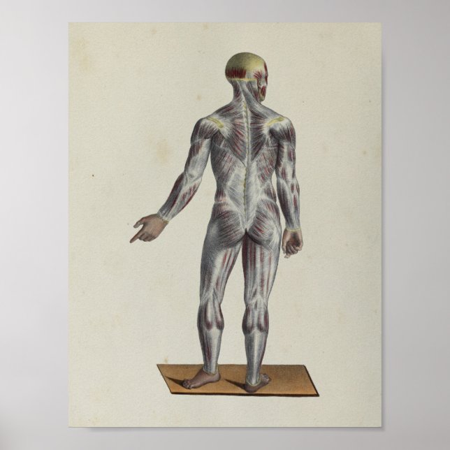 Muscle Fascia Anatomy Print Posterior (Front)