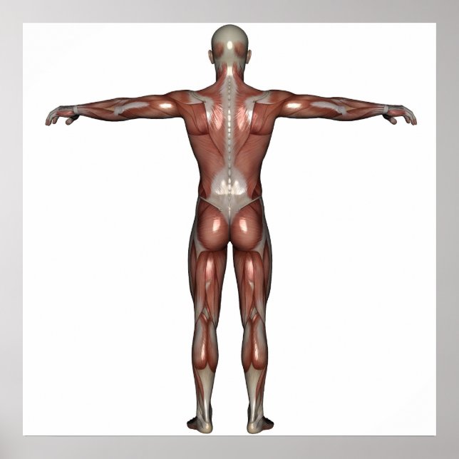 Muscle of man poster (Front)