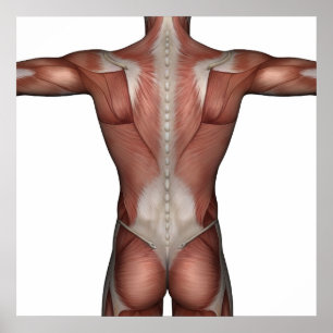 Muscle of man poster