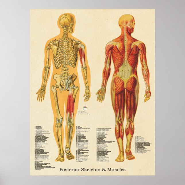 Muscle Skeleton Skeletal Anatomy Chart Posterior (Front)