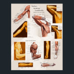 Muscle Surface Anatomy Poster Arm & Shoulder<br><div class="desc">Upper Body Surface Landmarks of the Muscles Poster. The poster shows the surface topography of the underlying muscles of the arm and shoulder. A great reference for students and doctors to learn palpation and muscle locations from. Views include the anterior,  posterior and lateral arm muscles.</div>