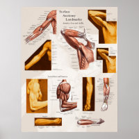 Muscle Surface Anatomy Poster Arm & Shoulder