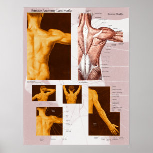 Muscle Surface Anatomy Poster Back & Shoulder