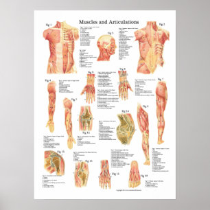 Muscles and Articulations Anatomy Chart