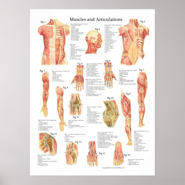Muscles and Articulations Anatomy Chart (Front)